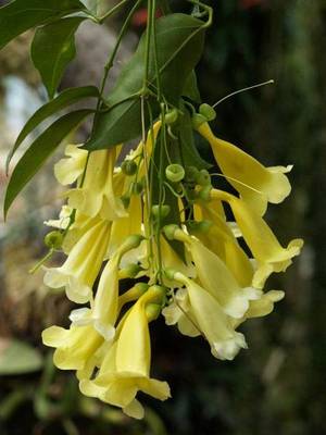 BIGNONIA CHAMBERLAYNII ANEMOPAEGMA